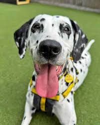 Spaghetti, a spotted Dalmatian helper dog wearing a yellow harness